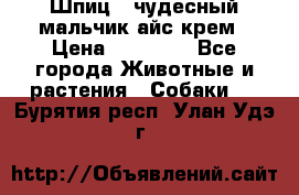 Шпиц - чудесный мальчик айс-крем › Цена ­ 20 000 - Все города Животные и растения » Собаки   . Бурятия респ.,Улан-Удэ г.